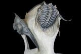 Zlichovaspis Trilobite & Large Leonaspis With Flying Spines #146698-1